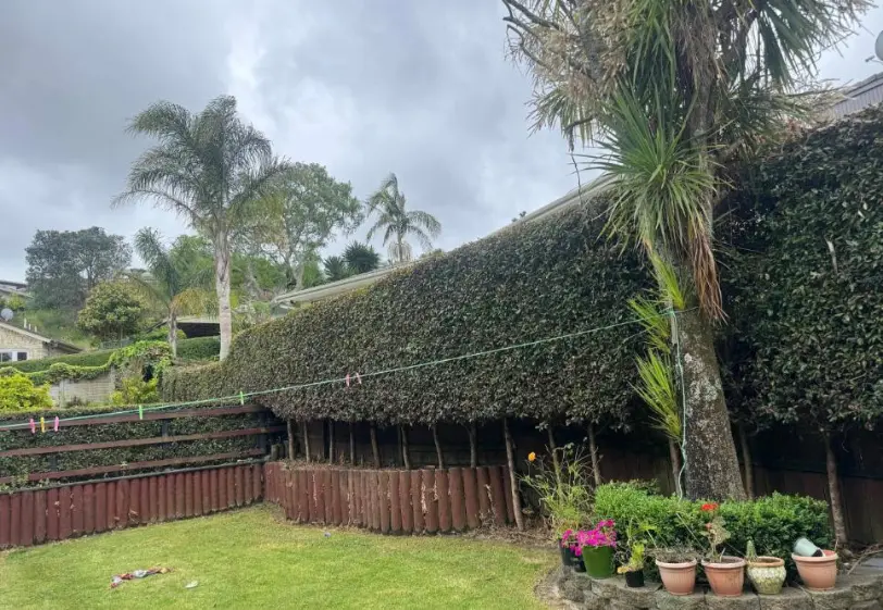 Hedge trimming service in Papakura, Auckland
