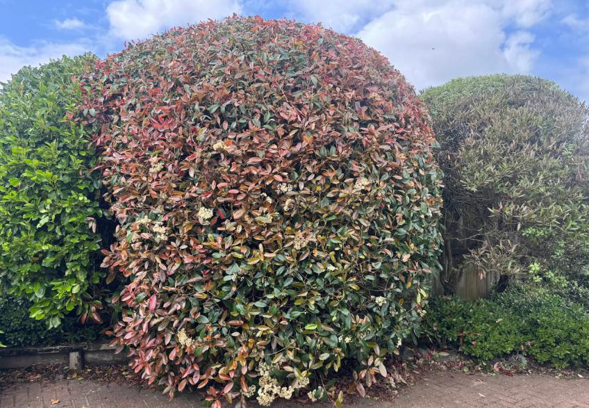 Professional hedge trimming and shaping in Papakura