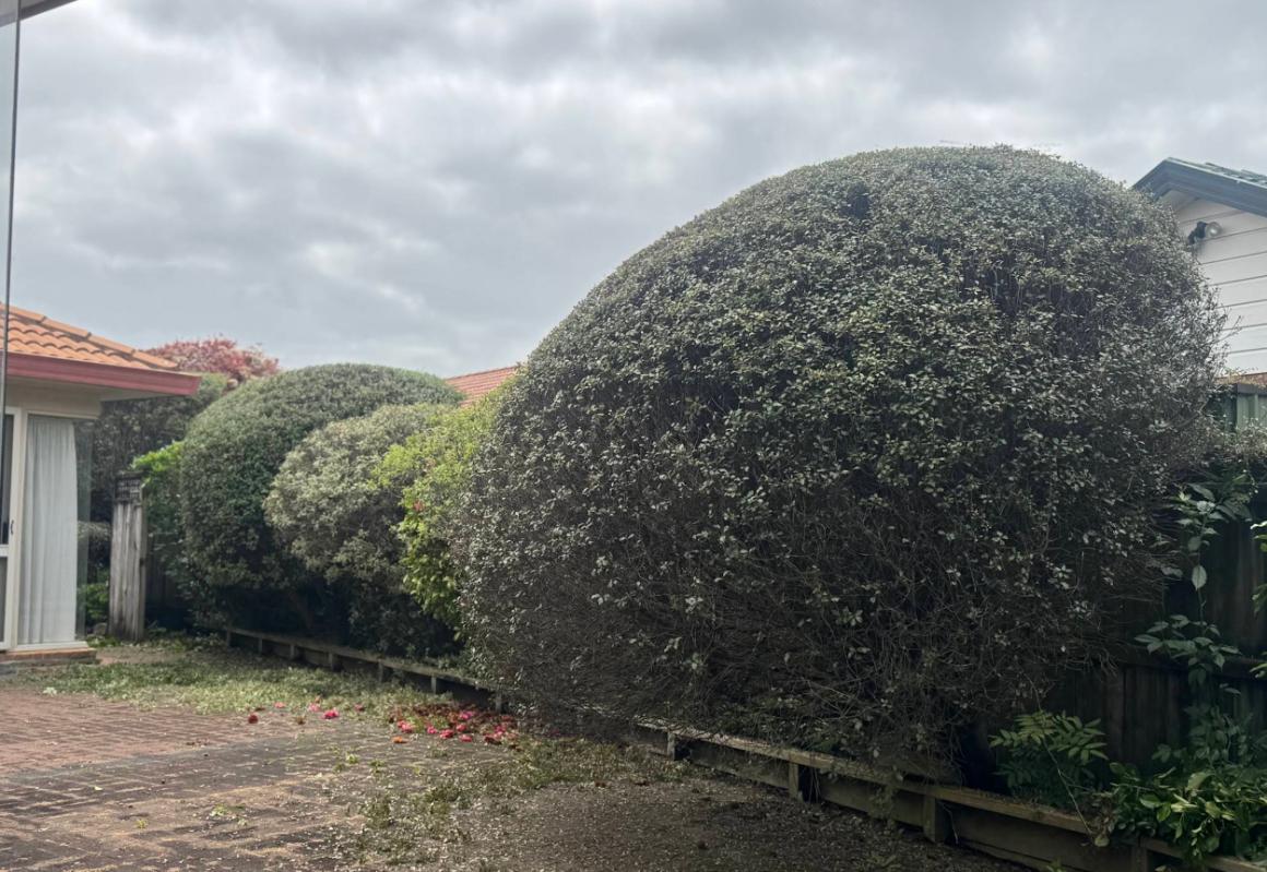 Hedge trimming and shaping project in Papakura
