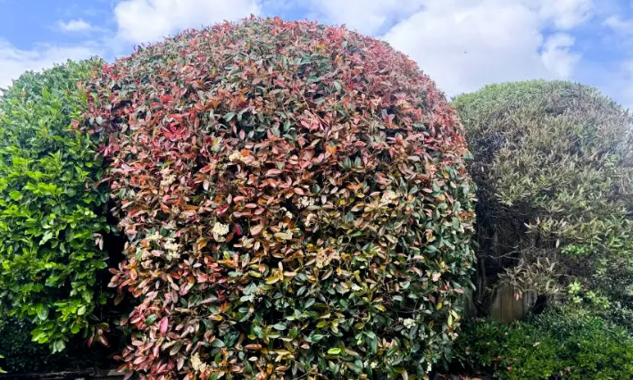 Tree and shrub pruning service in Papakura, Auckland